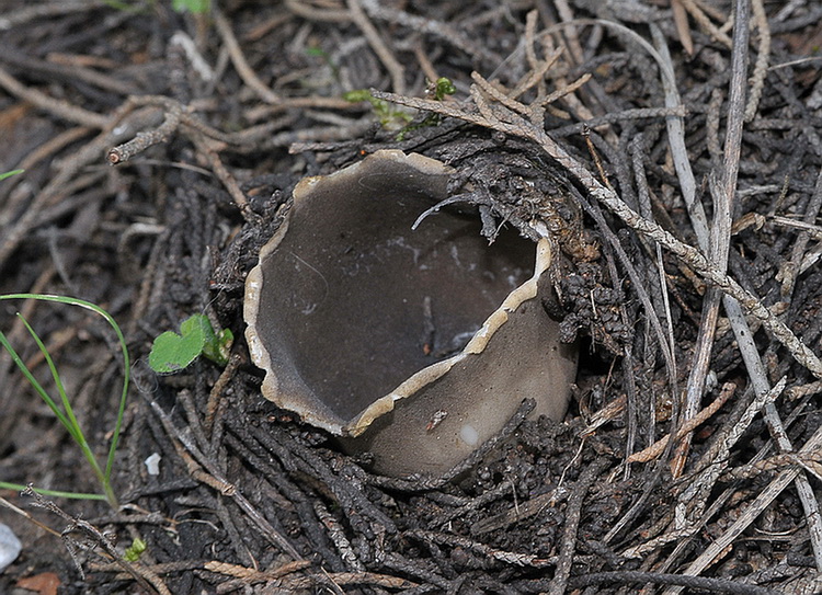 Helvella leucomelaena